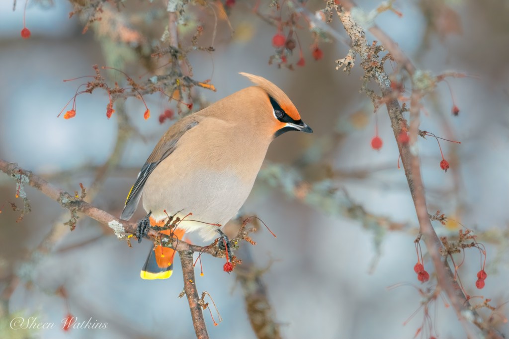 Bohemian Waxwing by Sheen Watkins Photography