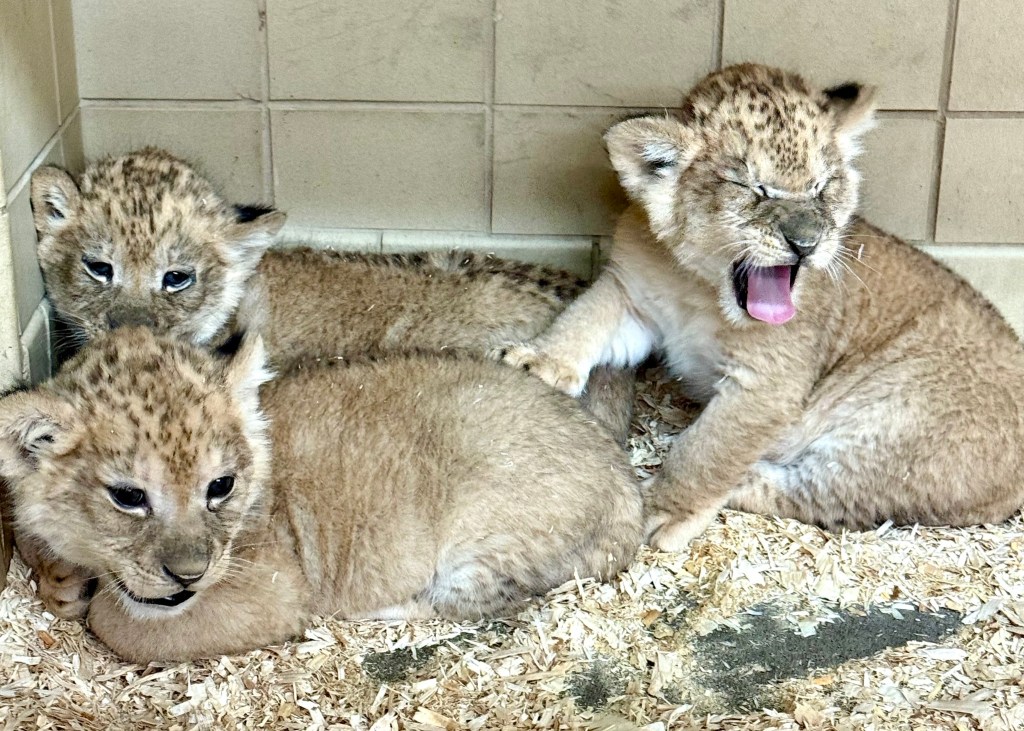 Lion Cub Cuteness by Detroit Zoo