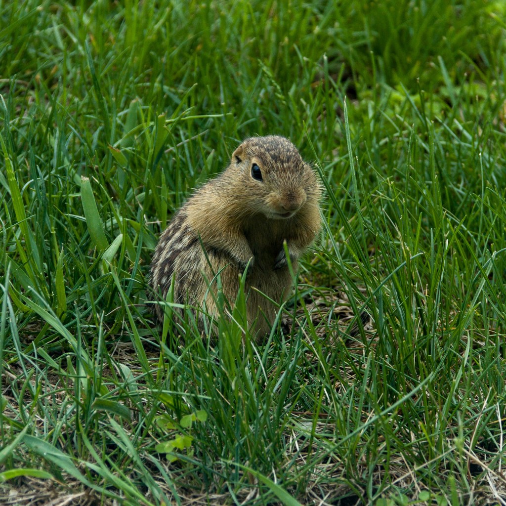 Thirteen line ground squirrel by Bill Dolak