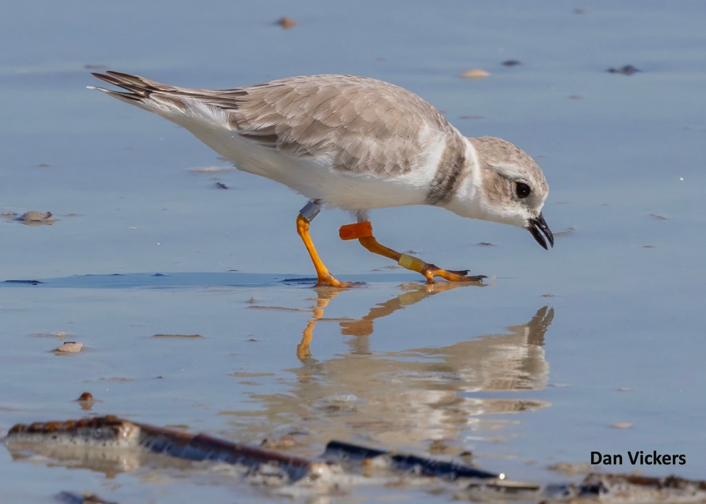 Yogi the Piping Plover at Cumberland Island by Dan Vickers