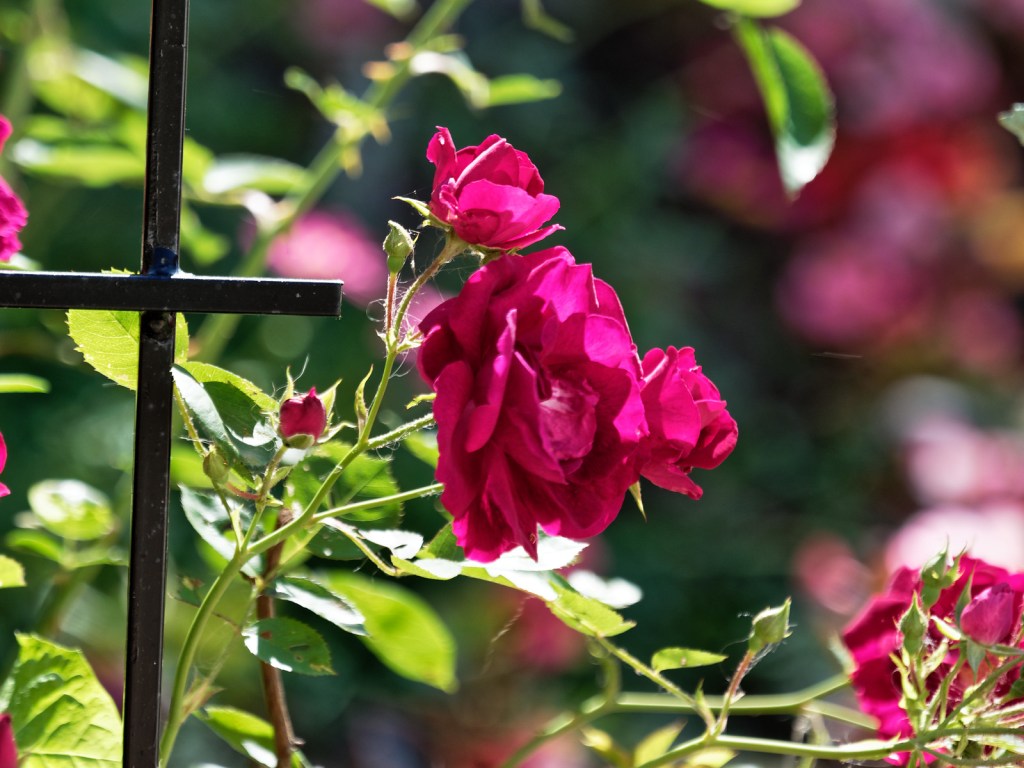 A Rose for My Valentine by Joel Dinda