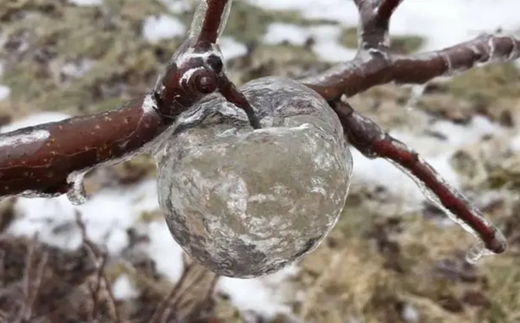 Ghost Apple on Fruit Ridge by Andrew Sietsema