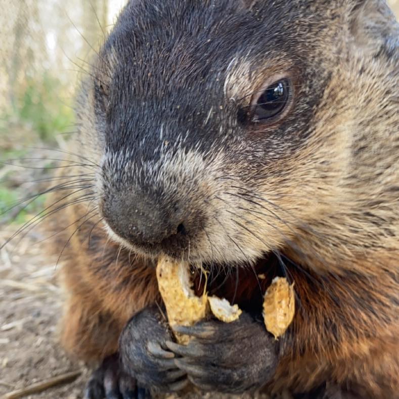 Woody Getting Ready by Howell Nature Center