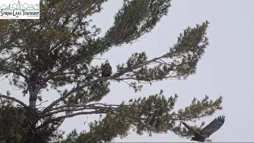 Bald Eagle Cam by Spring Lake Township