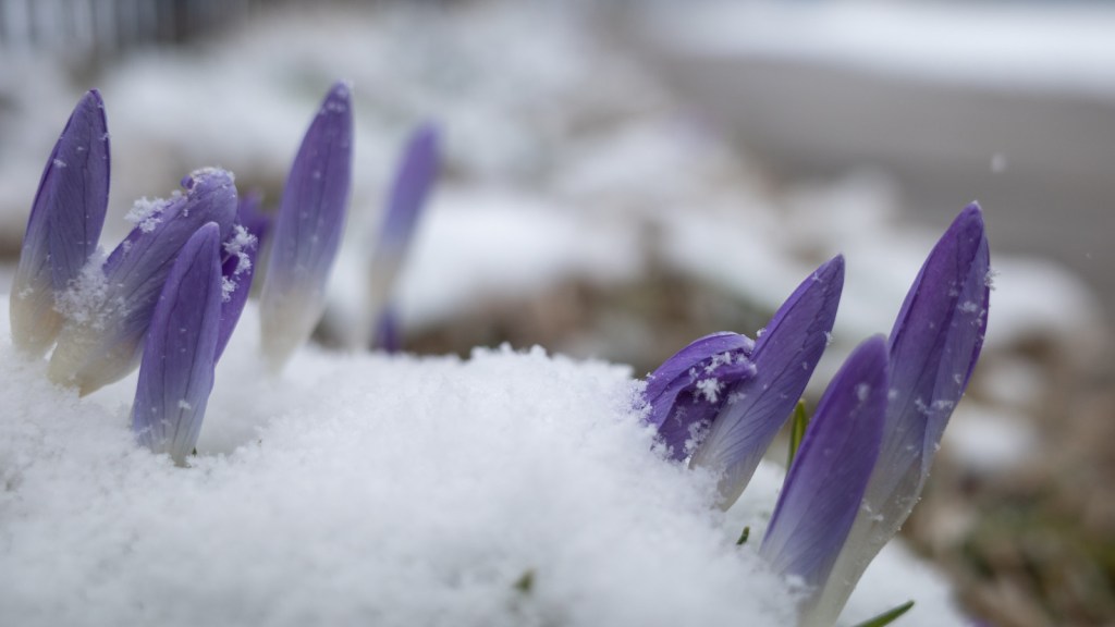 Crocus by Bill Dolak