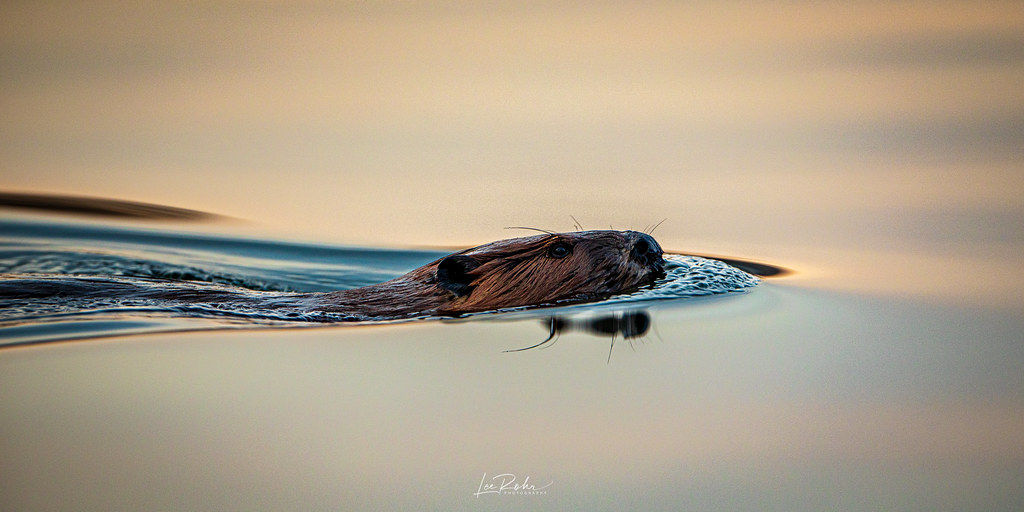 Untitled by Lee Rohr Photography