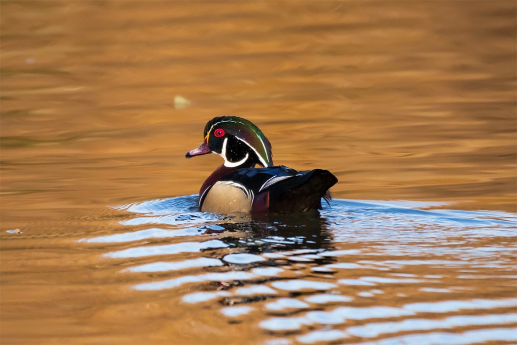 Wood duck in the Autumn by Bill VanderMolen