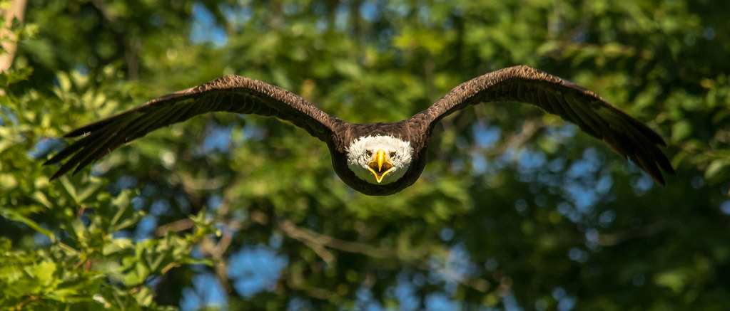 Eagle in flight... by Kevin Povenz
