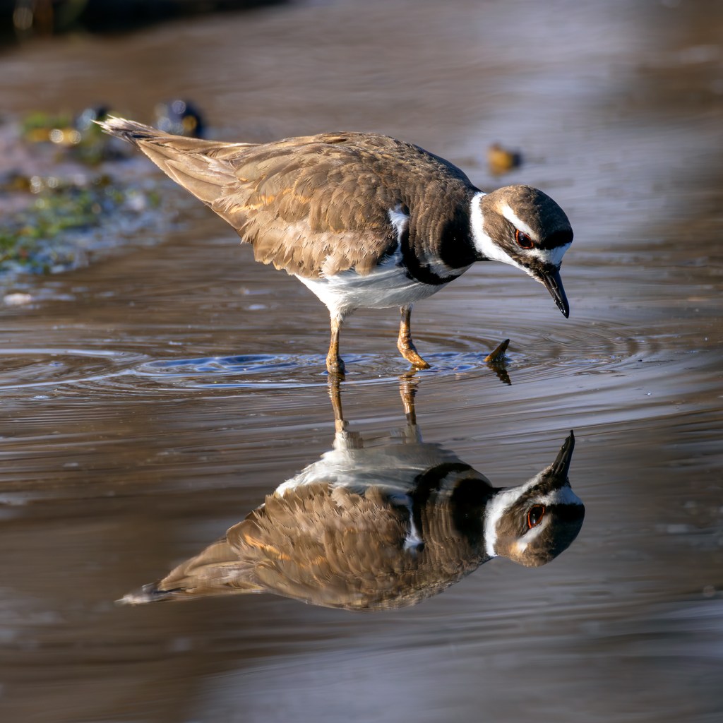 Killdeer Reflecting by Craig Sterken Photography