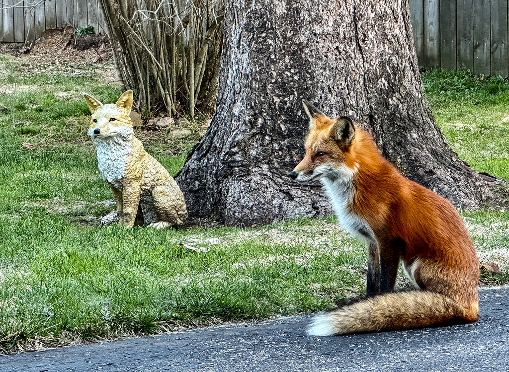 Morning Visitor by smiles7