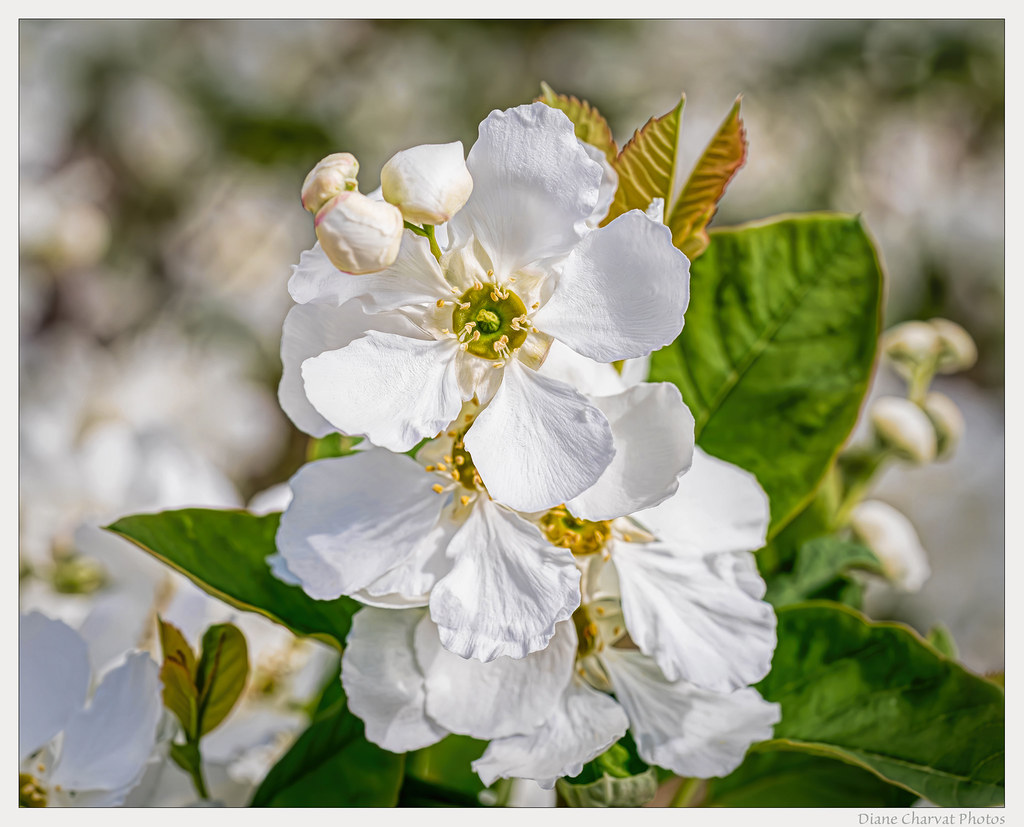 Spring Blossom by diane charvat