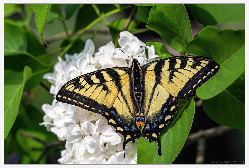 Swallowtail by diane charvat