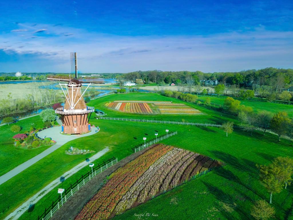 Tulip Time by Snappd By Sean