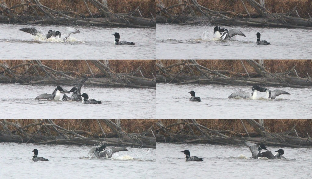 Return of the Loons by Dani Fegan